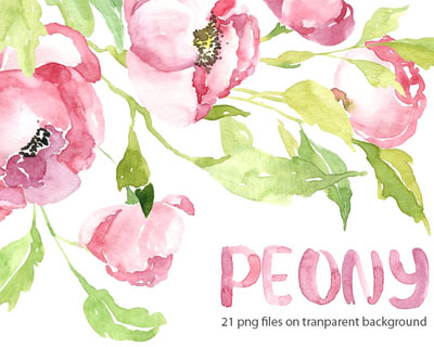 粉红色水彩牡丹花卉插画素材