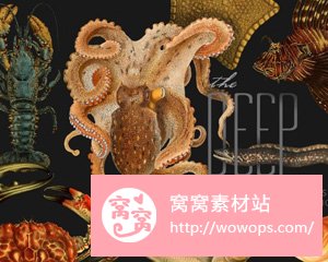 复古写实海星螃蟹PNG免抠素材
