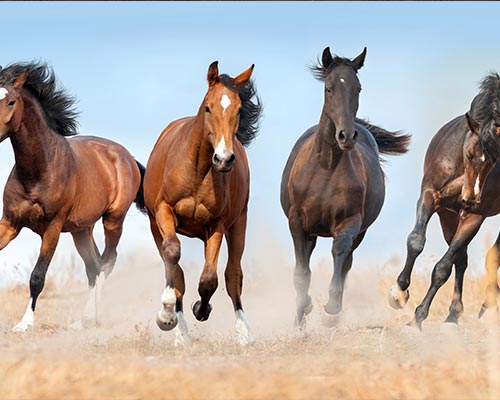 奔跑中的纯种马的图片