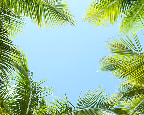 蓝天背景下棕榈树图片下载