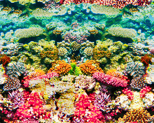大堡礁海底珊瑚花园海底风景图片