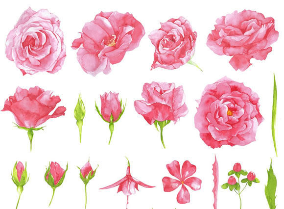 水彩粉红玫瑰装饰素材下载2