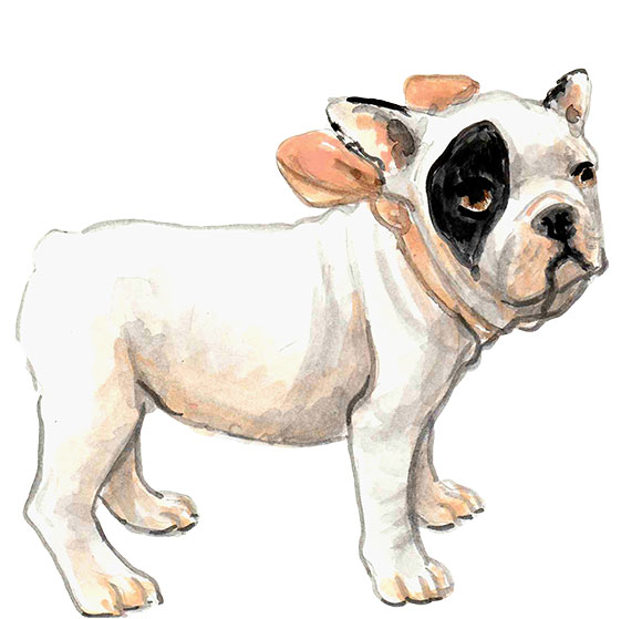 水彩手绘黑白法国斗牛犬插画素材3