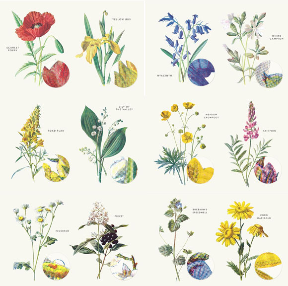 高清复古花卉草本植物合集插图素材6