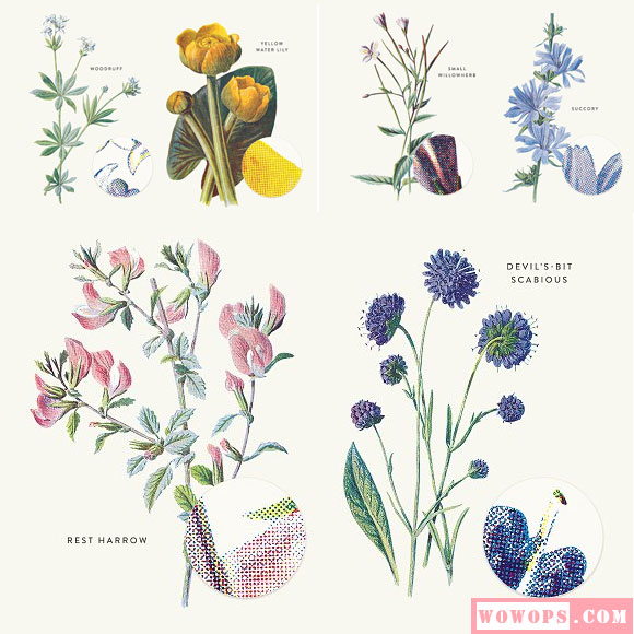 高清复古花卉草本植物合集插图素材7