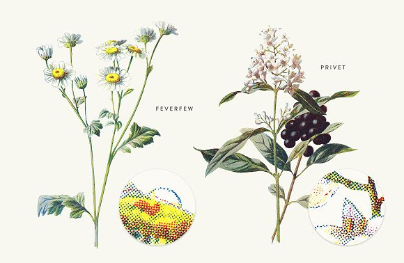 复古植物花卉装饰画插画素材5