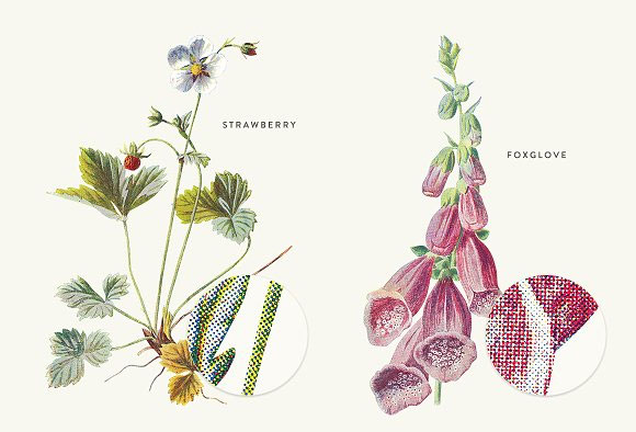 复古植物花卉装饰画插画素材6
