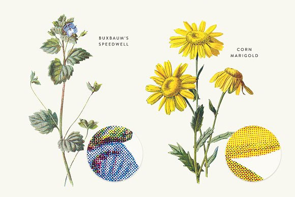 复古植物花卉装饰画插画素材8