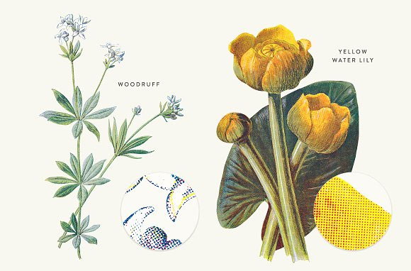 复古植物花卉装饰画插画素材7