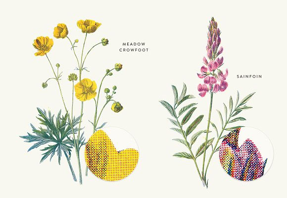 复古植物花卉装饰画插画素材10