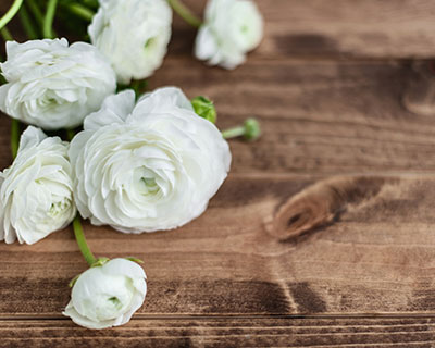 唯美白色花卉静物生活照片素材下载