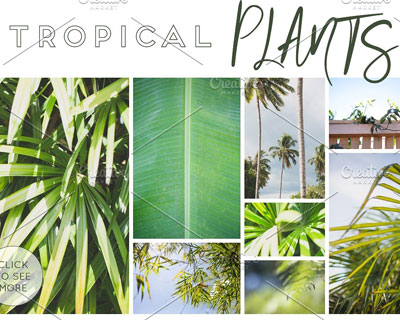 绿色热带植物摄影图片素材下载