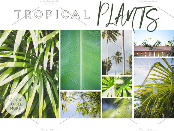 绿色热带植物摄影图片素材下载1