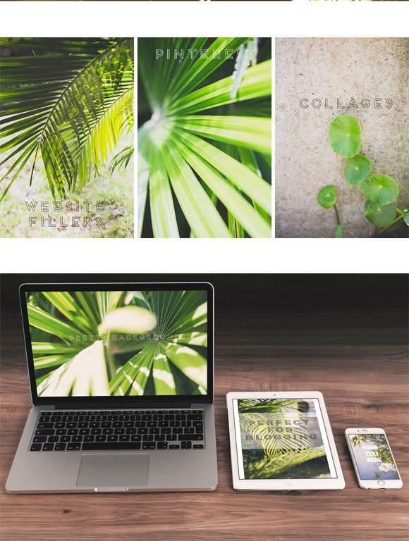 绿色热带植物摄影图片素材下载3
