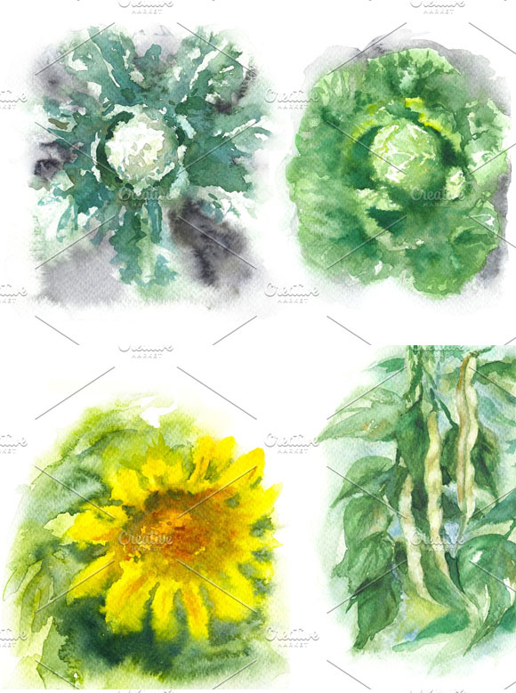 水彩绿色天然蔬菜插画素材下载3