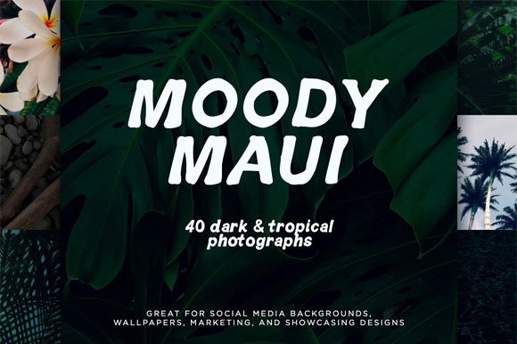 夏威夷热带树叶棕榈绿色植物图片下载1