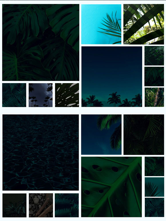 夏威夷热带树叶棕榈绿色植物图片下载2