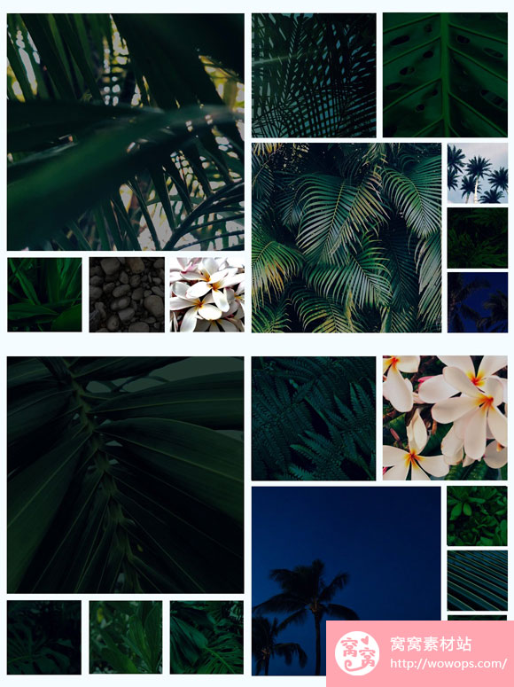 夏威夷热带树叶棕榈绿色植物图片下载3