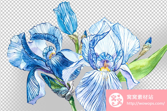 蓝色鸢尾叶植物花卉图案插画下载3