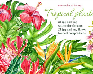 手绘水彩热带植物龟背竹叶子芙蓉木槿花朵png素材