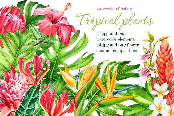 手绘水彩热带植物龟背竹叶子芙蓉木槿花朵png素材1