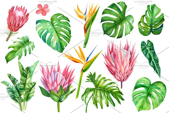 手绘水彩热带植物龟背竹叶子芙蓉木槿花朵png素材3