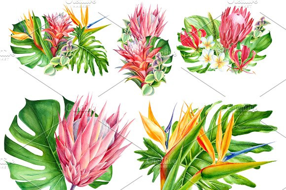 手绘水彩热带植物龟背竹叶子芙蓉木槿花朵png素材5