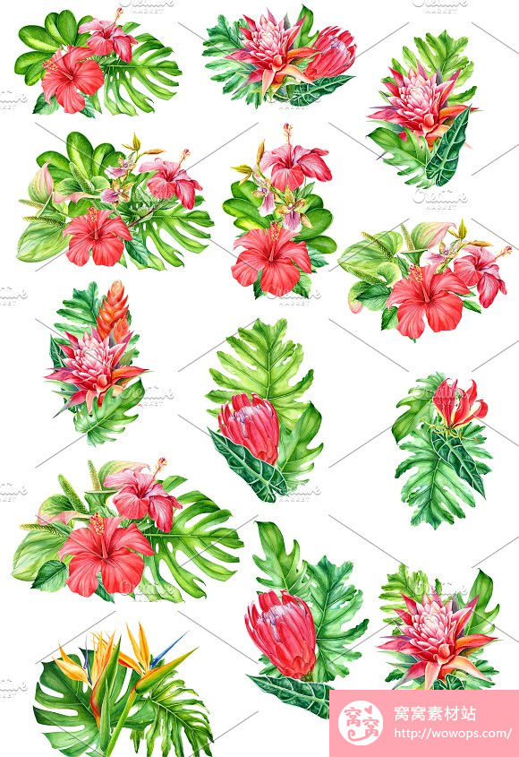 手绘水彩热带植物龟背竹叶子芙蓉木槿花朵png素材7