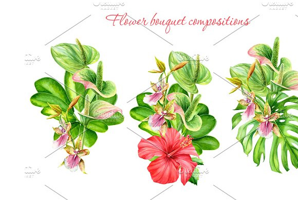 手绘水彩热带植物龟背竹叶子芙蓉木槿花朵png素材6