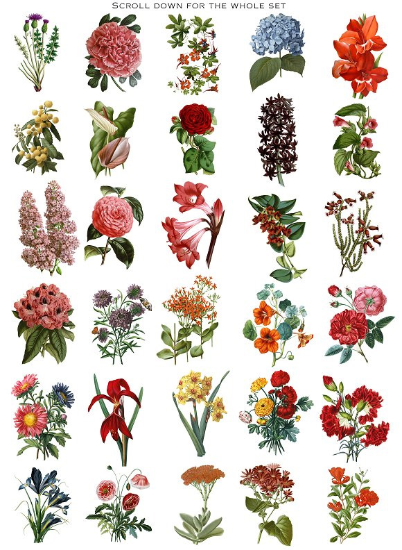 复古手绘植物花卉绣球花玫瑰png透明素材图片3