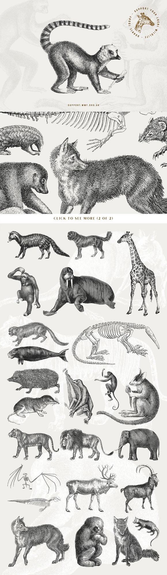 手绘素描斑马大象狮子豹懒猴鼬鼠鼬刺猬马哺乳动物AI矢量素材下载3