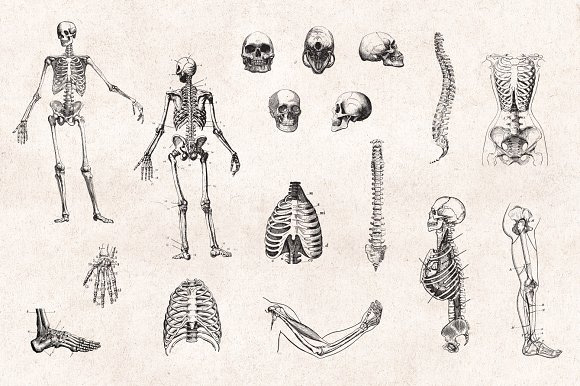 复古手绘人体骨骼骷髅架手杖PNG素材下载3