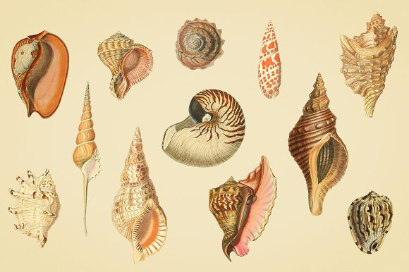 写实手绘贝壳海螺插画png图片素材下载4