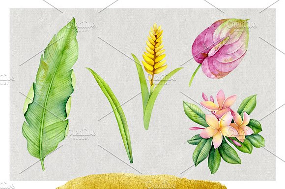 水彩手绘热带花卉插画PNG素材3