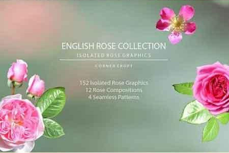 手绘水彩玫瑰花朵PNG透明图片5