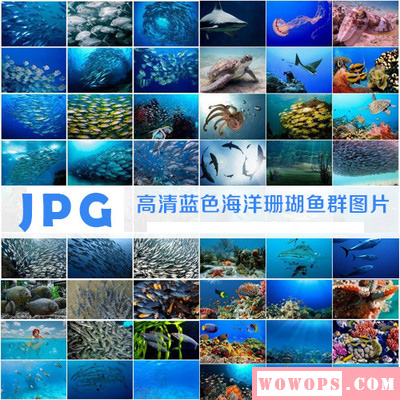 高清蓝色海底海洋水下水底景观珊瑚礁热带鱼群鱼类JPG设计素材1